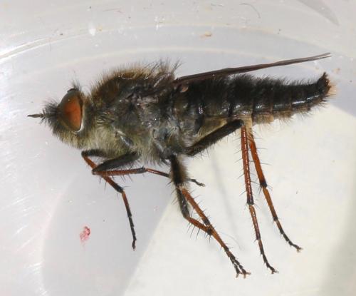 Thereva inornata